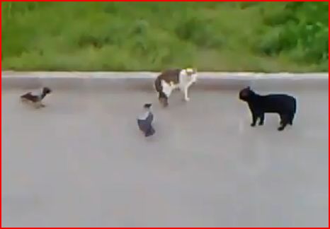 FRIDEO – Epic Crow vs. Cat vs. Other Cat Fight!