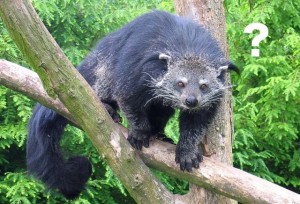 civet-Q